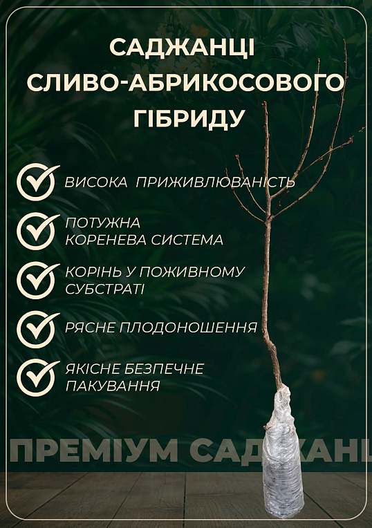 Эксклюзив! Гибрид слива-абрикос колоновидный окрас от лилового до бордового "Медина" (Medina) (премиальный супер сладкий сорт,средний срок созревания) - фото 2