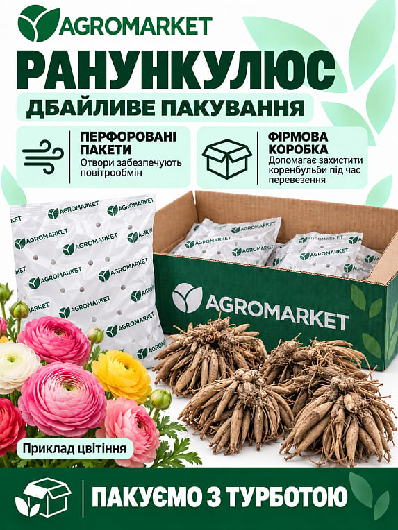 Лютики (Ранункулюс) "Mix" (размер 5/6 , крупный) 5шт в упаковке