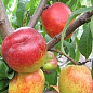 Нектарин "Рубіновий" (лисий персик, літній сорт, середній термін дозрівання)