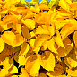 Виноград девичий пятилисточковый "Yellow Wall" С2 высота 40-90см