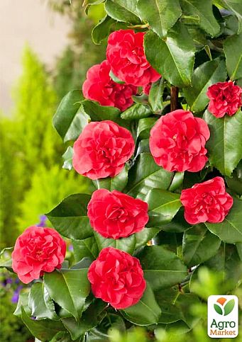 LMTD Камелия японская 2-х летняя "Lady Campbell" (высота 35-45см) - фото 6