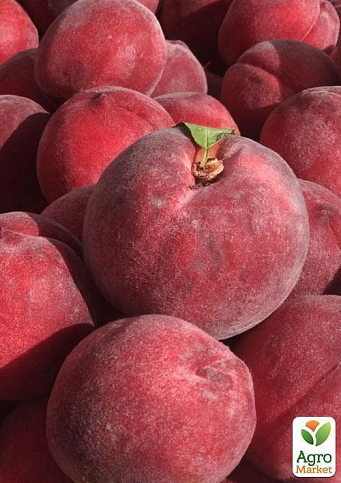 Эксклюзив! Персик красно-вишневый "Королевский" (Royal) (английская селекция, премиальный крупноплодный сорт) - фото 3