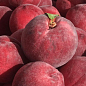 Ексклюзив! Персик червоно-вишневий "Королівський" (Royal) (англійська селекція, преміальний великоплідний сорт) цена