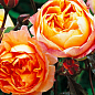 Троянда в контейнері чайно-гібридна "Каралуна" (саджанець класу АА+) цена