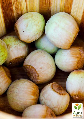 Фундук "Каталонский" (перекрёстное опыление, садить по 2 шт) - фото 4