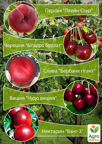 Дерево-сад "Мультифрукт" Персик1+Черешня+Слива+Вишня+Персик2