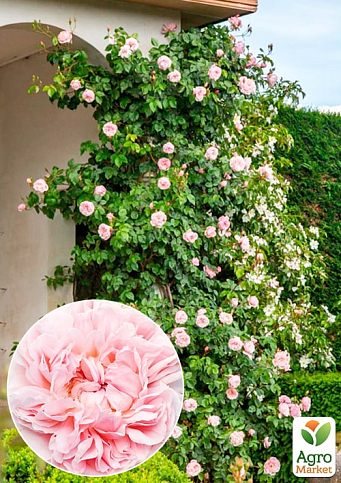 Роза английская плетистая "Сент Свизан" (саженец класса АА+) высший сорт
