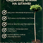 Ель ситхинская на штамбе "Tenas" С3, высота 30-35см