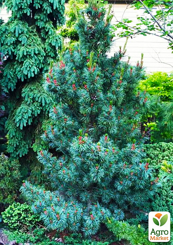 Сосна "Негиши" (Pinus parviflora "Negishi") C2, высота 30-40см - фото 3