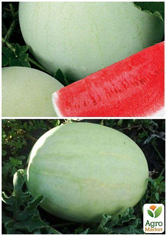 На развес Арбуз "Белый" ТМ "Весна" цена за 6г - фото 5