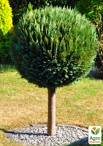 LMTD Кипарисовик на штамбе 3-х летний "Gold Vormen" (40-60см) - фото 6