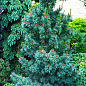 Сосна "Негиши" (Pinus parviflora "Negishi") C2, высота 30-40см цена