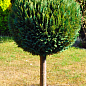 LMTD Кипарисовик на штамбе 3-х летний "Gold Vormen" (40-60см)