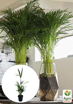 LMTD Пальма Дипсис "Dypsis lutescens" высота 30-40см6