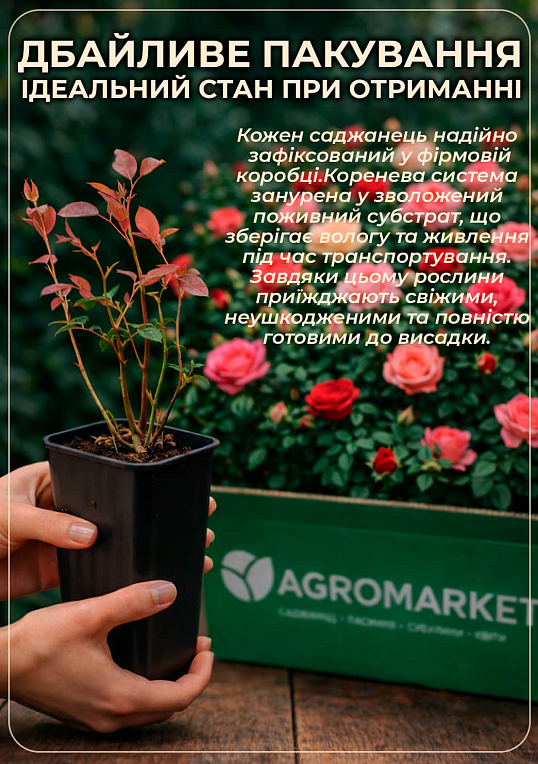 Роза английская "Beatrice" в контейнере, высший сорт - фото 4