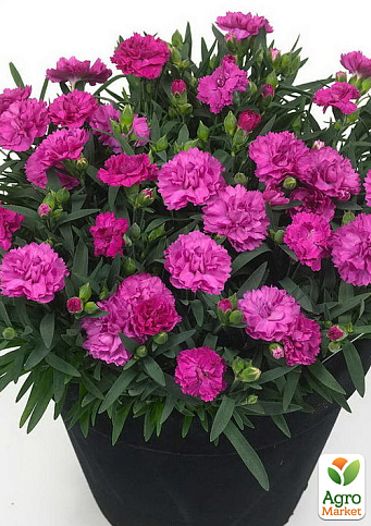 Гвоздика Махровая "Sunflor Faganza" (контейнер № 10, высота 10 см)