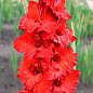 Гладіолус "Roma"