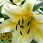 Лилия Гигант "Conca d´or" 