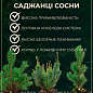 Сосна Карликовая "Pumilio" С3, высота 20-30см