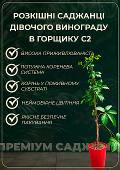 Виноград дівочий тріостренний "Veitchii" С2 висота 30-50см3