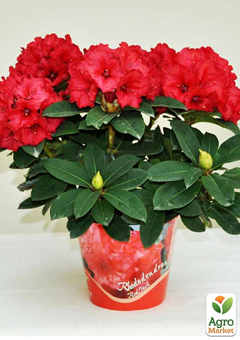 Рододендрон красный "Рэд Джек" (Red Jack)  - фото 6