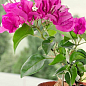 Бугенвиллия комнатная цветущая "Vera deep purple"