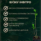 Сирень инвитро "Palibin" вазон С1,5 цена