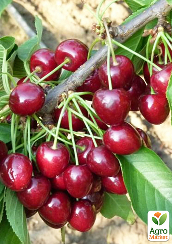Черешня "Канада Гігант" (суперсолодкий сорт, середній термін дозрівання) - фото 4