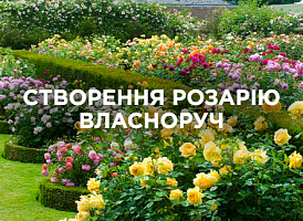 Облаштування розарію своїми руками: вибір місця, рослин та догляд | Agro-market