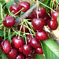 Черешня "Канада Гігант" (суперсолодкий сорт, середній термін дозрівання)