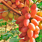 Виноград "Ух-ти" Шамаханська цариця (ранній сорт, велика солодка, ароматна ягода) купить