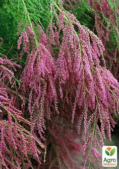 Тамарикс ветвистый 2-х летний "Pink Cascade" С218