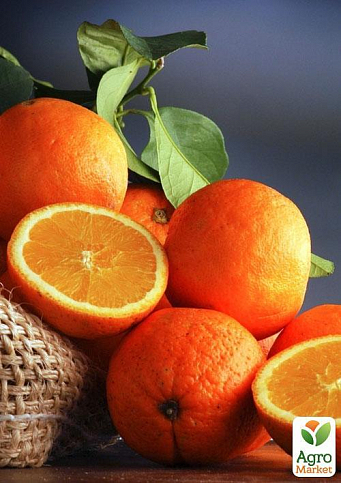 Эксклюзив! Апельсин ярко-оранжевый с румянцем "Аполлон" (Apollo) (премиальный, благоухающий сорт) - фото 4