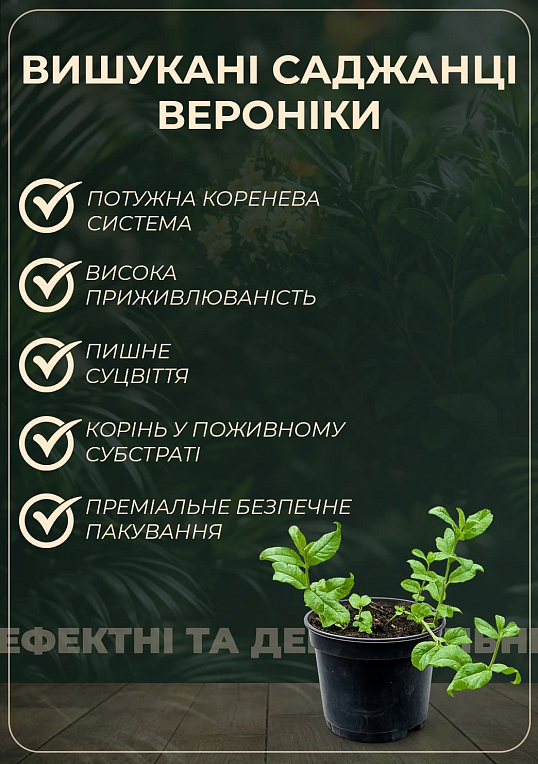 Вероника Колосистая "First Match" вазон С2