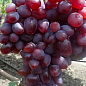 Виноград десертний "Полонез" (вкорінений саджанець у контейнері)