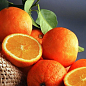 Ексклюзив! Апельсин яскраво-помаранчевий з рум'янцем "Аполлон" (Apollo) (преміальний, блахоухающий сорт)