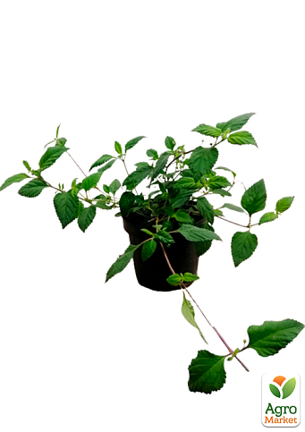 Сладкая трава ацтеков "Lippia dulcus" (подсластитель, лекарственное растение) - фото 5