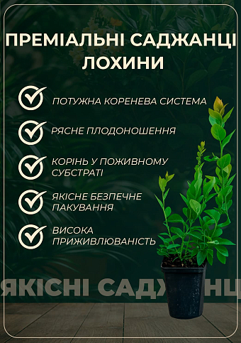 Лохина (чорниця садова) 2 роки "Патріот" С1,5 висота 50-60см - фото 2