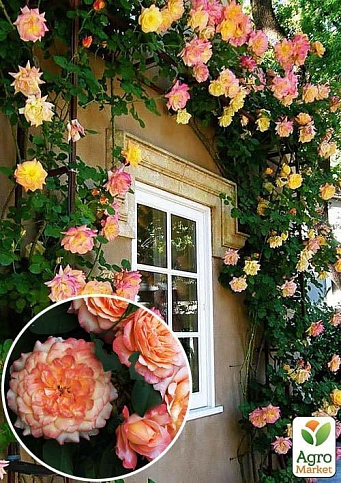 Троянда плетиста "Alchymist" (саджанець класу АА +) вищий сорт