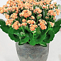 Каланхоэ Блоссфельда "Coral" (Kalanchoe Blossfeldiana) (Нидерланды)