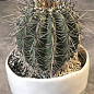 Кактус "Карнегия" (Carnegiea gigantea) (Нидерланды)