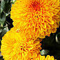 Хризантема корейская "Аусма" (укорененный черенок высота 5-10 см)