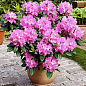 Рододендрон розовый "Розинетта" (Rosinetta)