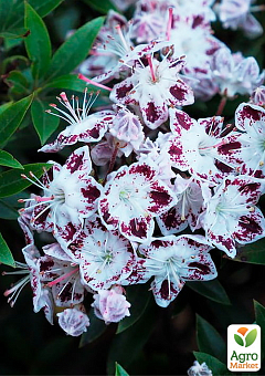 Кальмия latifolia "Magic Star"1