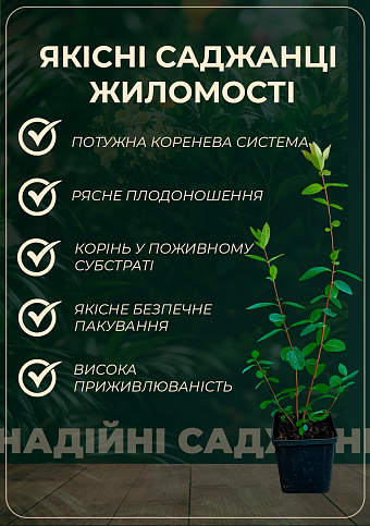 Жимолость "Богучарська" (ранній термін дозрівання, висока транспортабельність) - фото 2