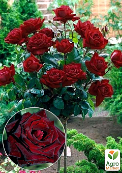 Троянда штамбова "Black Baccara" (саджанець класу АА+) вищий сорт2