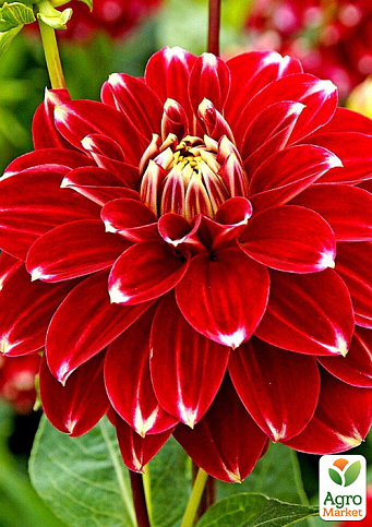 Георгина "Red Rock"