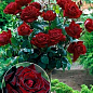 Роза штамбовая "Black Baccara" (саженец класса АА+) высший сорт