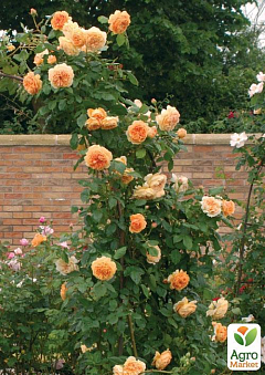 Роза плетистая англійська "Ginger Syllabub" (саджанець класу АА +) вищий сорт1