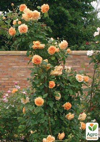 Роза плетистая англійська "Ginger Syllabub" (саджанець класу АА +) вищий сорт